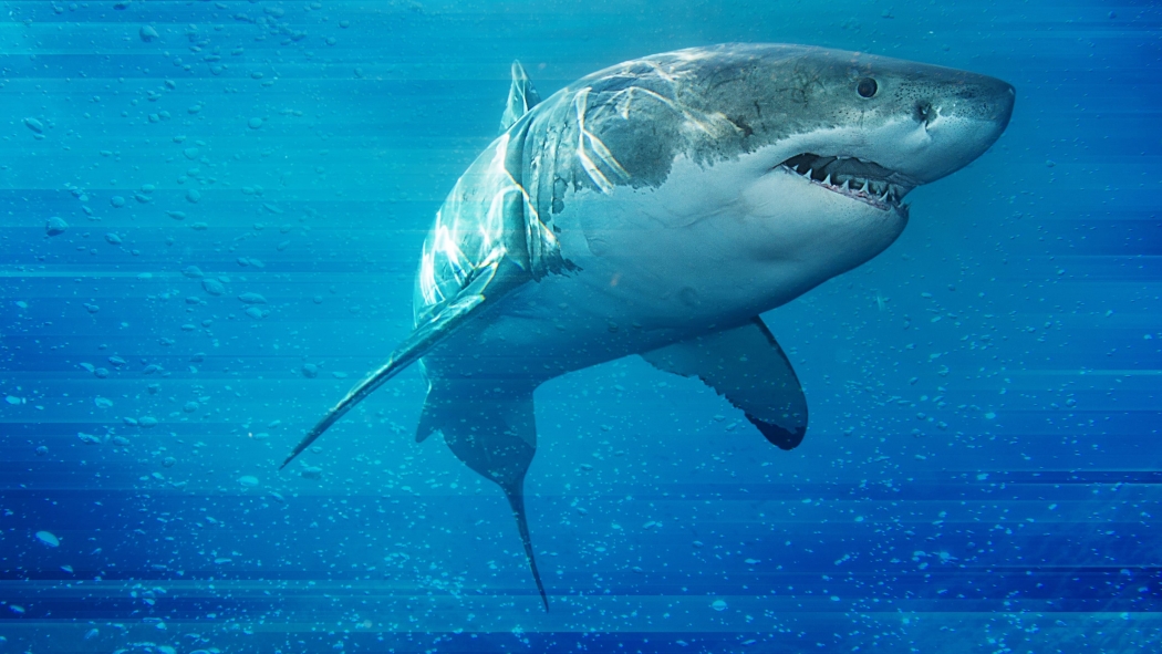 KöpekBalığı Oyunları izle